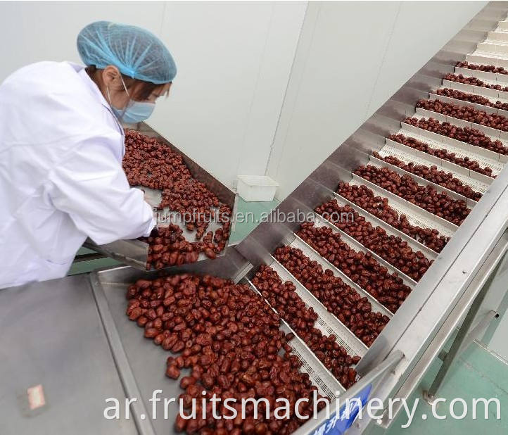 dates palm processing drying machine with turn key solution